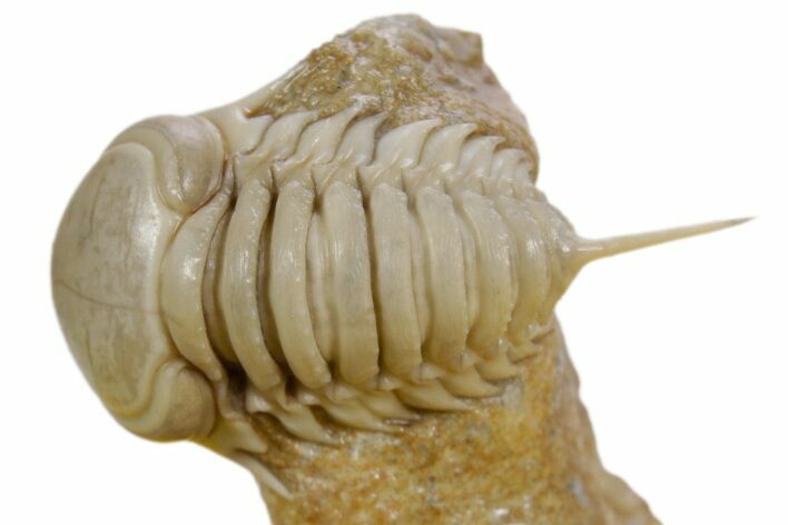 Very Rare Ghostly-White Remopleurides Trilobite - Russia #360298